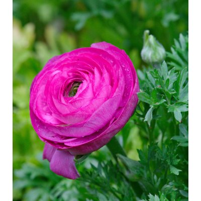 Pryskyřník růžový - Ranunculus asiaticus - cibuloviny - 3 ks