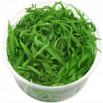 Helanthium quadricostatus – Sleviste.cz