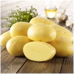 Sadbové brambory Agria - Solanum tuberosum - brambory - 10 ks – Hledejceny.cz