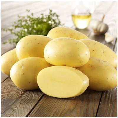 Sadbové brambory Agria - Solanum tuberosum - brambory - 10 ks – Sleviste.cz