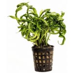 Echinodorus vesuvius – Zboží Dáma