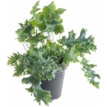 Tečkovka zlatá, Phlebodium aureum Davana, průměr květináče 12 cm – Zboží Mobilmania