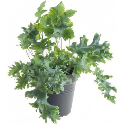 Tečkovka zlatá, Phlebodium aureum Davana, průměr květináče 12 cm – Zboží Mobilmania