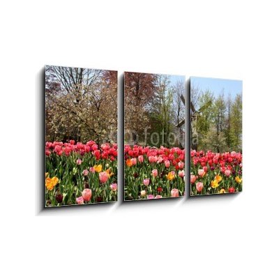 Obraz 3D třídílný - 90 x 50 cm - Holland windmills and tulips Holland větrné mlýny a tulipány – Zboží Mobilmania