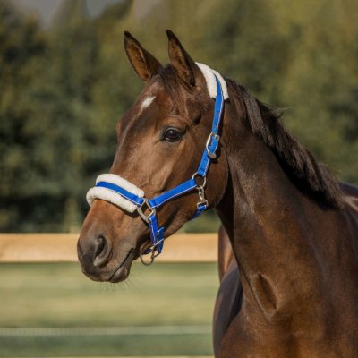 Waldhausen Ohlávka Elegant night modrá – Sleviste.cz