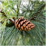 Borovice těžká - Pinus ponderosa - semena borovice - 6 ks – Hledejceny.cz