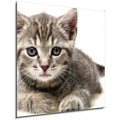 Skleněný obraz 1D - 50 x 50 cm - little kitten malé kotě – Zboží Mobilmania