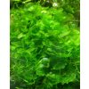 Akvarijní rostlina I--Z Monoselenium tennerum - Pelia moss