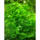 Akvarijní rostliny Monoselenium tennerum - Pelia moss
