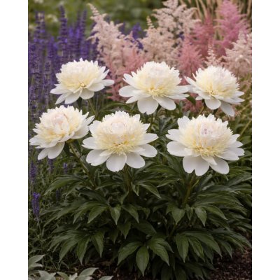 Pivoňka 'Bridal Shower' v květináči – Hledejceny.cz