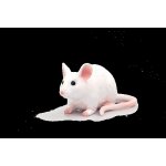 Animal Planet Myš – Sleviste.cz