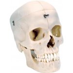 BONElike™ Human Bony Skull Model, 6 part (Anatomické modely) – Hledejceny.cz
