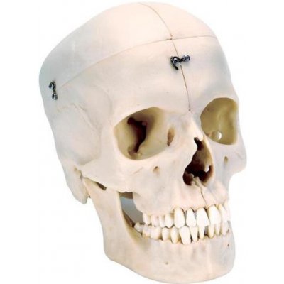 BONElike™ Human Bony Skull Model, 6 part (Anatomické modely) – Hledejceny.cz