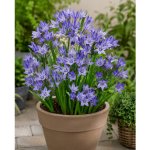 Triteleia 'Queen Fabiola' 5 ks – Hledejceny.cz