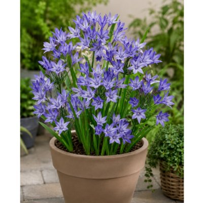 Triteleia 'Queen Fabiola' 5 ks – Hledejceny.cz