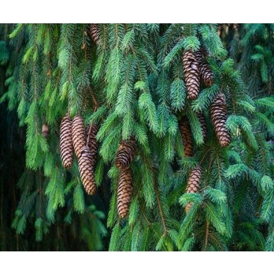 Picea abies Prodejní velikost: 051/070, Velikost hrnku: QP 40 Smrk ztepilý – Hledejceny.cz