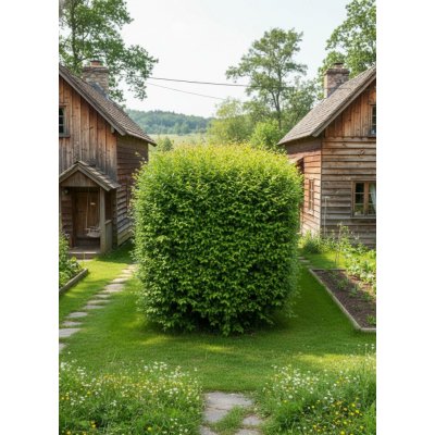 Jilm sibiřský ULPU-1 40-60 cm, QP60 – Sleviste.cz