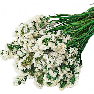 Limonium sinuatum stabilizovaná bílá – Sleviste.cz