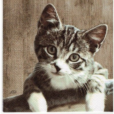 ubrousky 33 x 33 cm kotě – HobbyKompas.cz