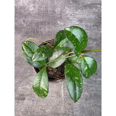 Hoya crassipetiolata ‘Splash’ 11 cm (voskovka masitá, Nenáročná) – Sleviste.cz