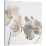 Skleněný obraz bílé orchideje, jednodílný 40x40 cm na skle – Hledejceny.cz