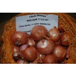 Cibule sazečka šalotka Red Sun 1 kg – Zboží Dáma