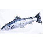 Gaby Polštář Pstruh Mořský 110cm – Sleviste.cz