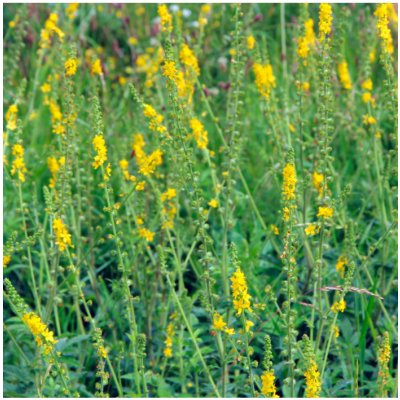 Řepík lékařský - Agrimonia eupatoria - semena - 20 ks