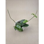 Hoya Villosa – Zboží Dáma