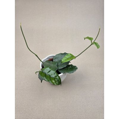Hoya Villosa – Zboží Dáma