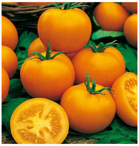 Rajče Zlatá královna - Solanum lycopersicum - semena rajčete - 10 ks