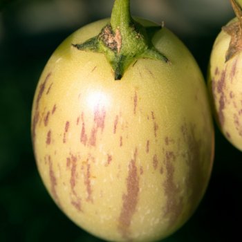 Semínka pepína - Solanum muricatum - Pepíno - prodej semen - 5 ks