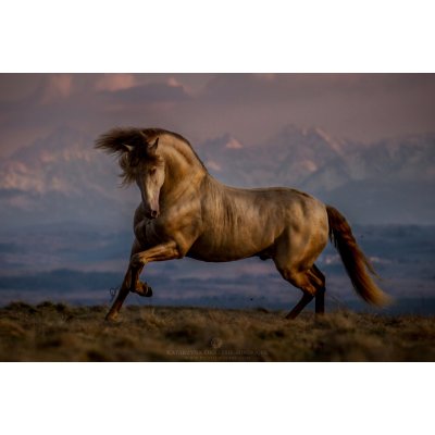 Katarzyna Okrzesik-Mikołajek Guardian of Tatra Mountains Rozměr: 90 x 135 cm