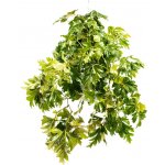 Gardners Cissus Ellen Danica - závěs, průměr 17-19 cm Žumen – Zbozi.Blesk.cz