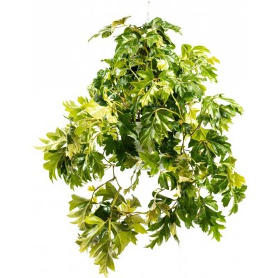 Gardners Cissus Ellen Danica - závěs, průměr 17-19 cm Žumen – Zbozi.Blesk.cz