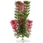 JK rostlina Red Anacharis 18-21 cm – Zboží Mobilmania