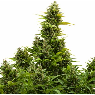 Buddha Seeds Medikit AUTO CBD semena neobsahují THC 1 ks – Hledejceny.cz