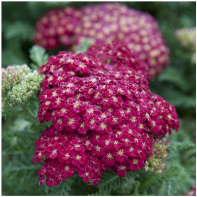 Řebříček obecný Cerise Queen - Achillea millefolium - semena řebříčku - 0,1 g – Hledejceny.cz