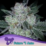 Anesia Seeds AUTO Future #1 semena neobsahují THC 3 ks – Hledejceny.cz