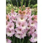 Mečík nanus 'Charming Lady' 5 ks – Zboží Dáma