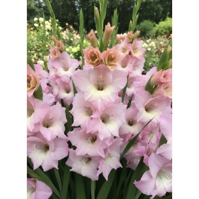 Mečík nanus 'Charming Lady' 5 ks – Zboží Dáma