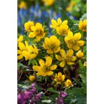 Talovín cilicijský 'Eranthis cilicica' 10 ks – Zboží Dáma