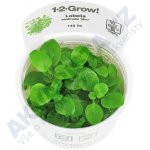 Lobelia cardinalis Mini – Hledejceny.cz