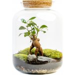 Gardners Skleněná dóza Kerria s korkovým špuntem, 31,5x25 cm - osázené Ficus Microcarpa Ginseng – Hledejceny.cz