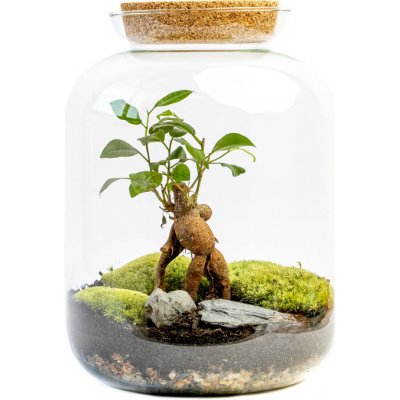 Gardners Skleněná dóza Kerria s korkovým špuntem, 31,5x25 cm - osázené Ficus Microcarpa Ginseng – Hledejceny.cz
