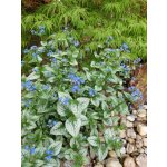 GREENBOSS FLOWER Pomněnkovec 'Sea Heart' Průměr květináče: 9 až 12 cm – Hledejceny.cz