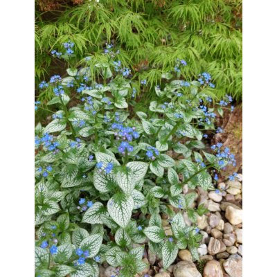 GREENBOSS FLOWER Pomněnkovec 'Sea Heart' Průměr květináče: 9 až 12 cm – Hledejceny.cz