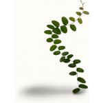 Marcgravia Rectiflora – Zbozi.Blesk.cz