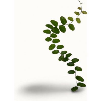 Marcgravia Rectiflora – Zbozi.Blesk.cz