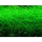 Eleocharis sp. Mini – Zboží Dáma